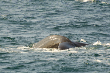 Fototapeta premium Sperm whale (Physeter macrocephalus) diving (Andenes, Norway)