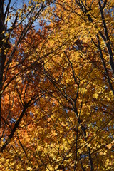 Couleurs d'automne en érable