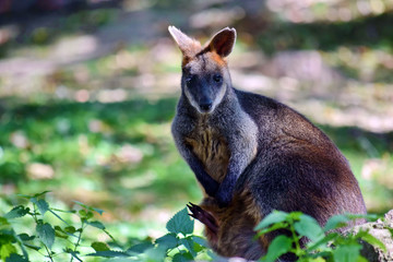 Kangaroo Swamp Wallaby in Forest Portraitrait in Nature