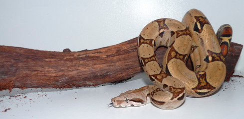 Boa Constrictor