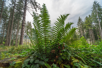 Fern bush in the forest