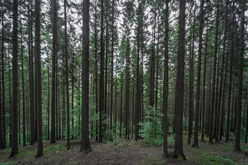 Obraz premium Carpathian forest