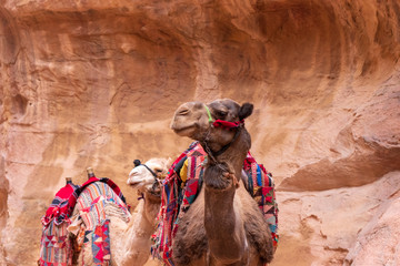 Colourful Desert Camels gazing intently at Petra, Jordan