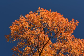 Fototapeta premium Érable d'automne