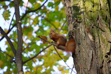 Red squirrel in the autumn park