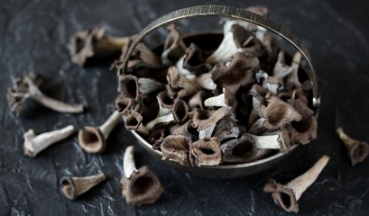 black chanterelle mushroom. Black Trumpet Mushroom. 