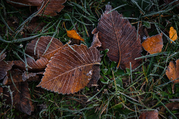 Nice autumn frosted leaves on grass nature weather cold winter autumn flora macro photography