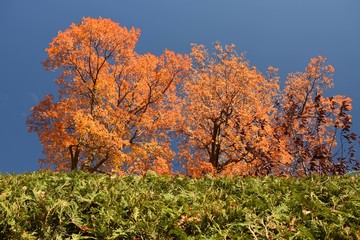 Érable d'automne au ciel bleu