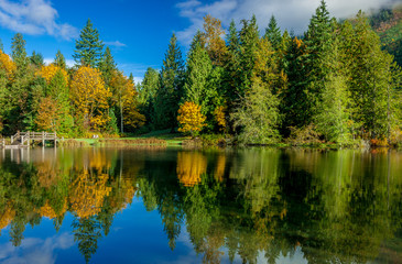 Obraz premium forest reflected in calm lake
