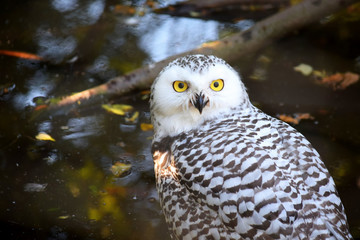 Snowy Owl Bubo Scandiacus Sitting near Pond