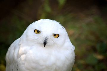 Fototapeta premium Snowy Owl Bubo Scandiacus Head Portrait
