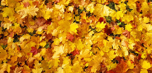 red orange yellow maple leaves lie on the ground colorful autumn background