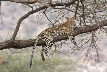 Wild leopard resting on a tree branch