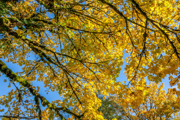 Yellow fall leaves