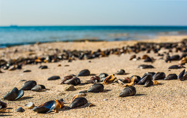 Seashells stick out of sand on the sea coast.
