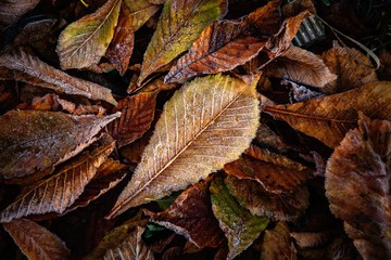 Nice autumn frosted leaves on grass nature weather cold winter autumn flora macro photography