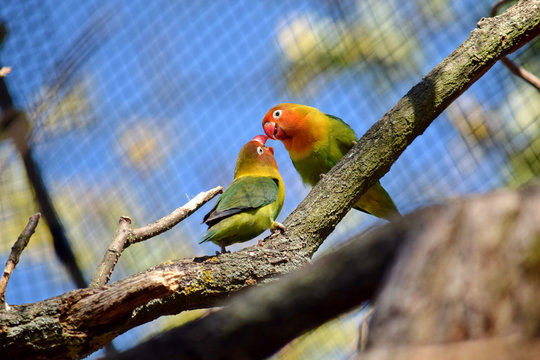 Couple of Fishers&acute;s Lovebird Sitting on Branch Kissing
