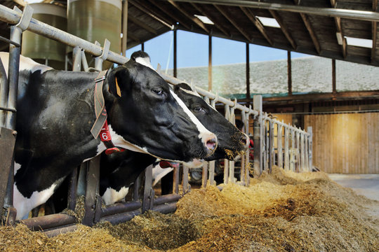 Elevage vaches 