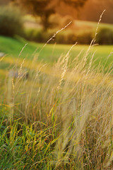 herbes au coucher de soleil
