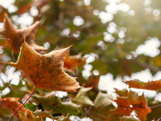 Fototapeta premium Autumn Yellow and Orange Maple Leaves