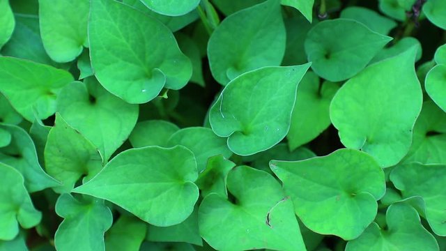 Plu Kaow or Houttuynia cordata Thunb. Herbs for cancer treatment, Houttuynia cordata kwon as fish mint Thai herbal medicine.