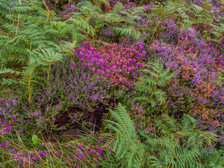Różowe i fioletowe kwiaty w Gairloch   © Adam Wrobel