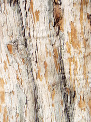 Obraz premium VARIOUS BARK PICTURES 