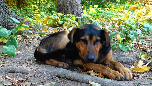 Homeless dog resting on the grass in Sofievsky park, Uman, Ukraine