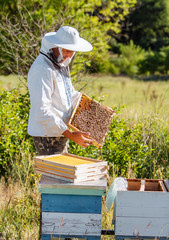 The beekeeper holds a honey cell with bees in his hands. Apiculture. Apiary