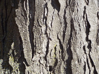 VARIOUS  BARK PICTURES 