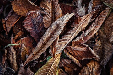 Fototapeta na wymiar Nice autumn frosted leaves on grass nature weather cold winter autumn flora macro photography