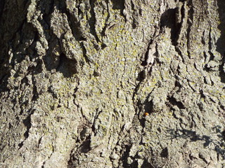 VARIOUS  BARK PICTURES 