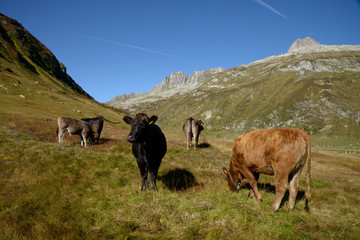 Naklejka premium cows in the mountains