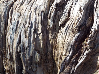 VARIOUS  BARK PICTURES 