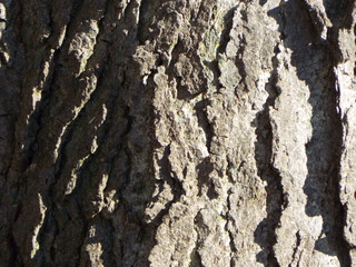TREE BARK - IMPRESSIONIST IMAGES
