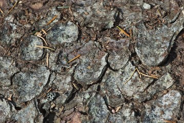 bark fir like dragon scales
