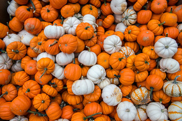 pile of pumpkins