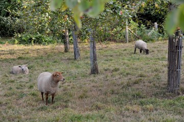 Moutons dans un verger en Bretagne