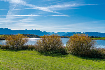 Sträucher wachsen am Ufer des Riegsees