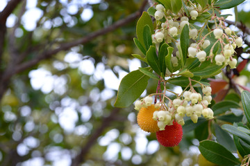 fruits of Arbutus unedo yellow and red in autumn. The arbutus is a species of shrub belonging to...
