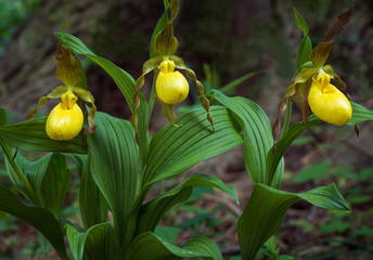 Obraz premium Żółte pantofelki damskie (Cypripedium pubescens), duża orchidea pochodząca z Ameryki Północnej