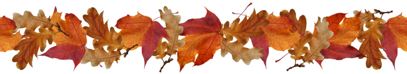 Seamless border from autumn maple and oak leaves