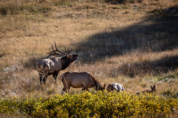 Bull Elk bugling in the tall meadow grass