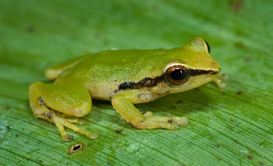 Small (one-inch) treefrog (species undetermined) in the upland rainforest near Archidona, Ecuador. Frog spends most of its time in bromeliads, where it finds both food and shelter from predators.