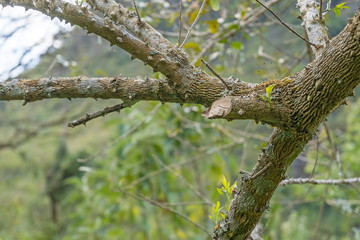 Tree branch green in the jungle nature