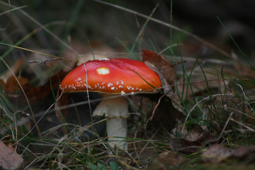beautiful mushroom fly agaric peeks out from the grass and leaves