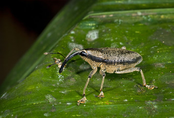 Weevil (species undetermined) on leaf in upland rainforest near Archidona, Ecuador.