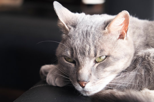 cat