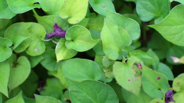 Plu Kaow or Houttuynia cordata Thunb. Herbs for cancer treatment, Houttuynia cordata kwon as fish mint Thai herbal medicine.