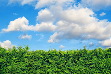 Hedge of evergreen thuja trees and blue sky with white clouds above. Some branches are overgrown.